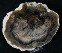 Petrified Wood (Locust) Slab - McDermitt, Oregon #19301-1